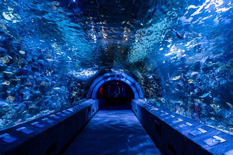 are there aaa rates at newportaquarium